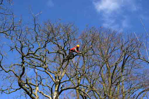 Bild 1 Hanseatic Treework GmbH & Co. KG