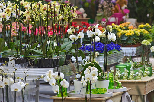 Blumen Eickhoff - Grüne Ideen