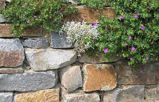Bepflanzung von Mauern und Sichtschutz