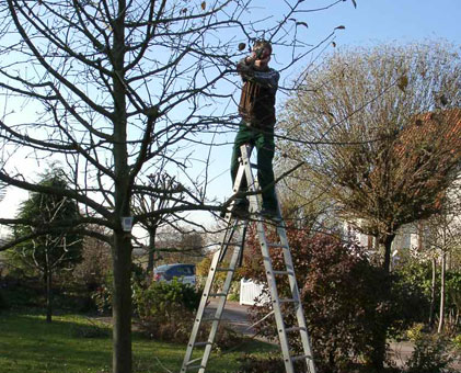 Baumschnitt - auch diese Arbeiten führen wir sicher und gekonnt durch Baumschnitt - auch diese Arbeiten führen wir sicher und gekonnt durch