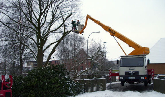 Baumschnitt bei großen Bäumen werden per Anhänger- oder LKW-Arbeitsbühne durchgeführt
