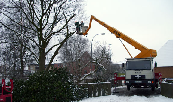 Baumschnitt bei großen Bäumen werden per Anhänger- oder LKW-Arbeitsbühne durchgeführt Baumschnitt bei großen Bäumen werden per Anhänger- oder LKW-Arbeitsbühne durchgeführt