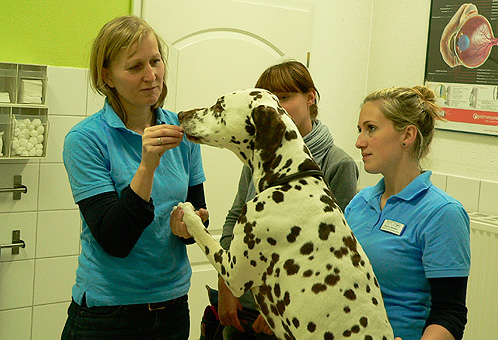 Untersuchung beim Hund