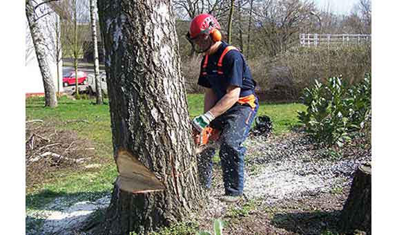 arbora Baumtechnik - Fachbetrieb für Baumpflege