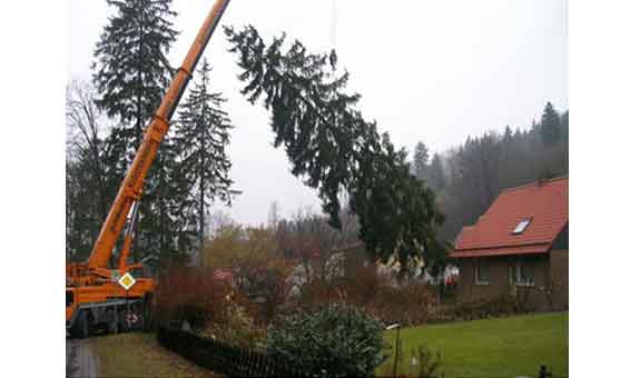 arbora Baumtechnik - Fachbetrieb für Baumpflege