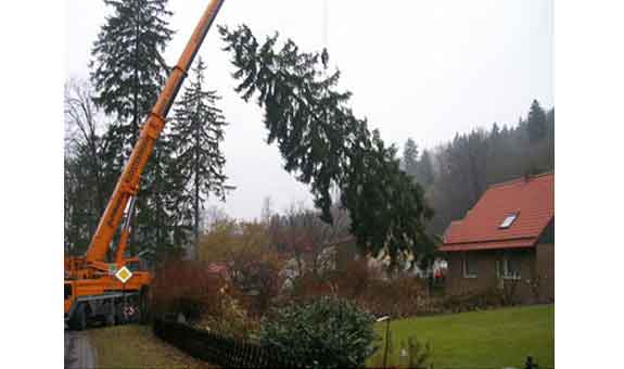 arbora Baumtechnik - Fachbetrieb für Baumpflege arbora Baumtechnik - Fachbetrieb für Baumpflege
