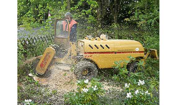 arbora Baumtechnik - Fachbetrieb für Baumpflege