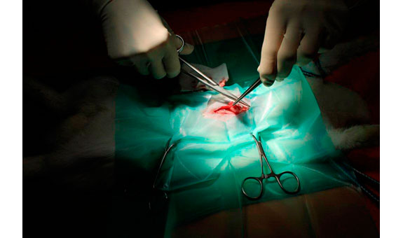 Unser Leistungsangebot umfasst unter anderen die Chirurgie. Unser Leistungsangebot umfasst unter anderen die Chirurgie.