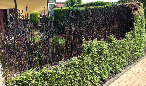 Tim Röder erstellt Gutachten für Garten und Landschaftsbau