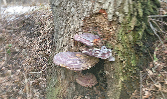 Baumgutachten Baumgutachten