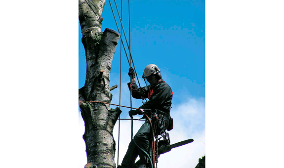 Stückweise Fällung einer Birke mit Hilfe der Seilklettertechnik (SKT)
