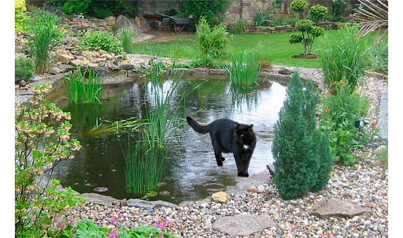 Ein Teich im eigenen Garten