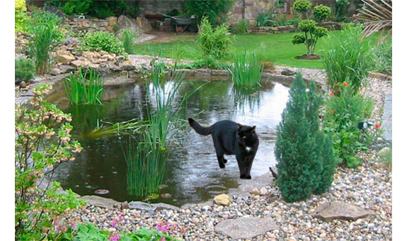 Ein Teich im eigenen Garten Ein Teich im eigenen Garten