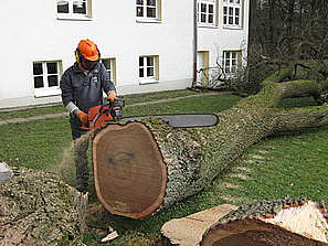 Bild 8 Baumpflege Bremermann in Bremen Bild 8 Baumpflege Bremermann in Bremen