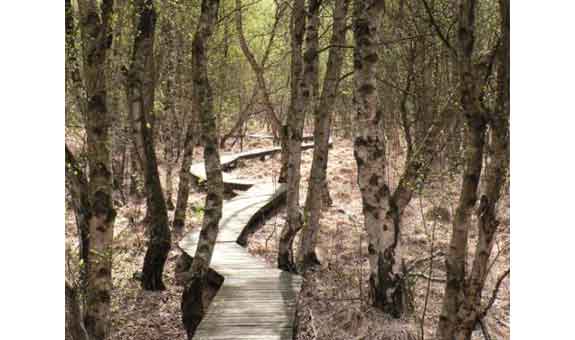 Holzpfad durch den Wald