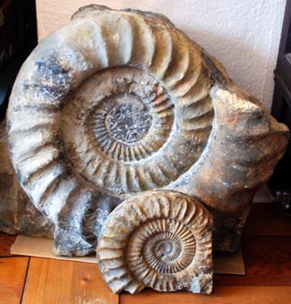 Ammoniten (Versteinerungen)