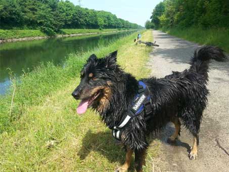 Der Hunde Coach... damit der Hund Sie wieder versteht