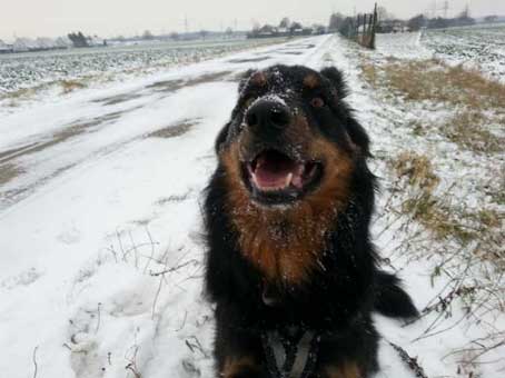 Das Coaching für vor oder nach dem Hundekauf Das Coaching für vor oder nach dem Hundekauf