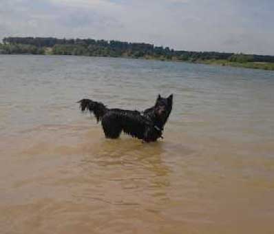 Ihr Ansprechpartner für Welpenschule, Hundetraining und Verhaltenstherapie Ihr Ansprechpartner für Welpenschule, Hundetraining und Verhaltenstherapie