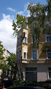 Abtragung durch Seilklettertechnik: ist erforderlich wenn der Baum stückweise abzutragen wird