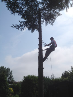 Mit der Seilkletter-Technik  können schwer zugänglichen Bäume an schwer zugängliche Stellen effizient bearbeitet werden
