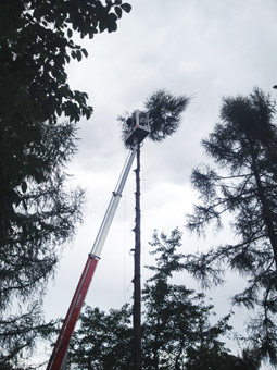 Durch Spezialtechnik wie z.B. Hebebühnen und Gelenkmasten können wir an zugänglichen Stellen, in kürzester Zeit Baumverschnitte sowie Baumfällungen vornehmen