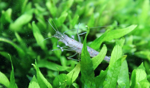 Wir haben Wasserpflanzen für jeden Aquarienfreund