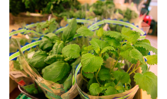 Obst und Gemüse aus der Region Obst und Gemüse aus der Region