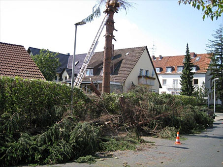 Baumfäll- und Rodungsarbeiten. Baumstümpfe fräsen wir bis ca. 15 cm unter Erdniveau