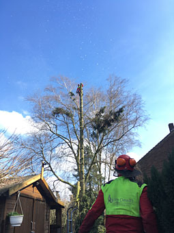 Der Baum wird von oben abgetragen und alles seilgesichert herab gelassen Der Baum wird von oben abgetragen und alles seilgesichert herab gelassen