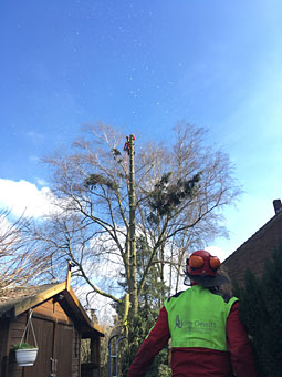 Der Baum wird von oben abgetragen und alles seilgesichert herab gelassen