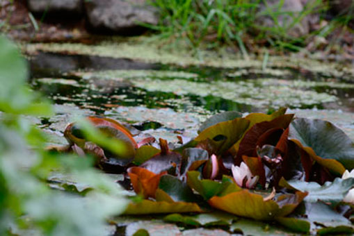 Nierste Gartenservice GmbH