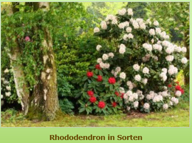 Rhododendron in Sorten