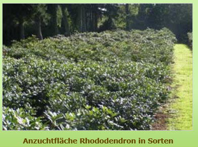 Anzuchtfläche Rhododendron in Sorten