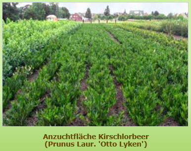 Anzuchtfläche Kirschlorbeer