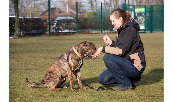 Professionelles Hundetraining im Tierheim in Münster