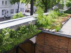 Dachbegrünung Storbeck Garten- und Landschaftsbau