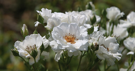 Brendel Garten- und Landschaftsbau GmbH