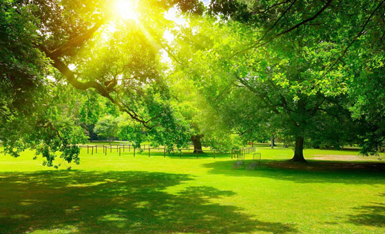 Ihr starker Patner für professionellen Garten- und Landschaftsbau in Bad Salzuflen!