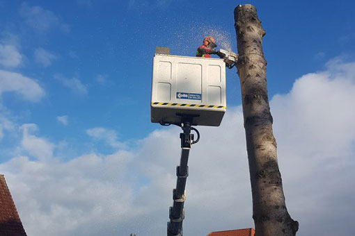 Arbeiten am Baum mit Säge und Motorsäge - SKT(Seilklettertechnik)-A-Schein und SKT-B-Schein.