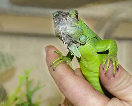 Wir führen auch Reptilien