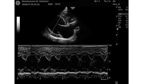 Die Ultraschalluntersuchung (Sonographie) wird zur Untersuchung der inneren Organe und der Früherkennung von Tumoren und entzündlichen Prozessen eingesetzt