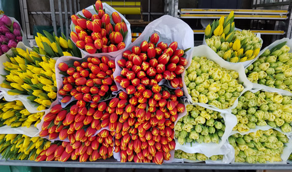 Bild 3 Blumen Cornielje in Paderborn