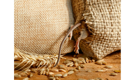 Schädlingsbekämpfung/Kammerjäger: Nagetiere, Wespen, Eichenprozessionsspinner, Insekten, Gliederfüßer, Vögel und Marder. Schädlingsbekämpfung/Kammerjäger: Nagetiere, Wespen, Eichenprozessionsspinner, Insekten, Gliederfüßer, Vögel und Marder.
