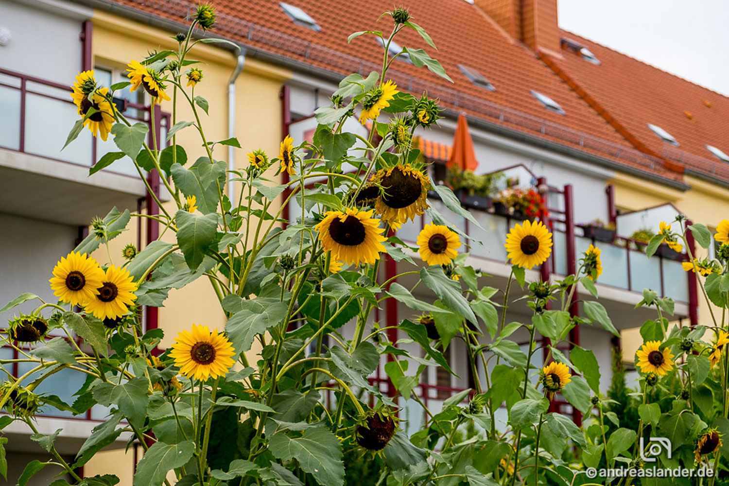 Bild 3 Magdeburger Wohnungsbaugenossenschaft von 1893 eG in Magdeburg