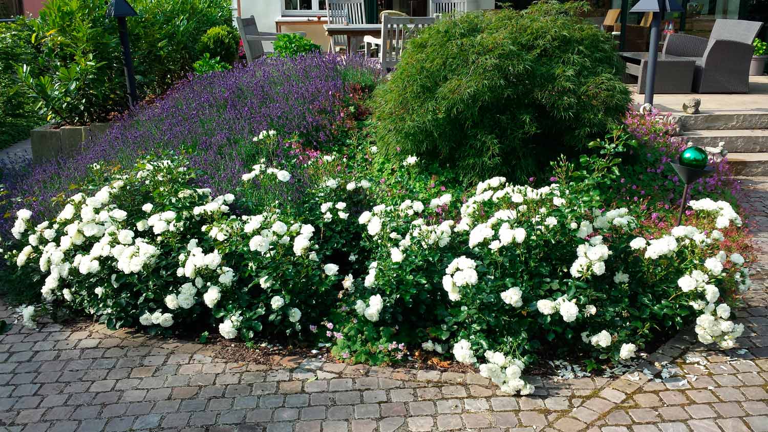 Rosen und Lavendel Rosen und Lavendel