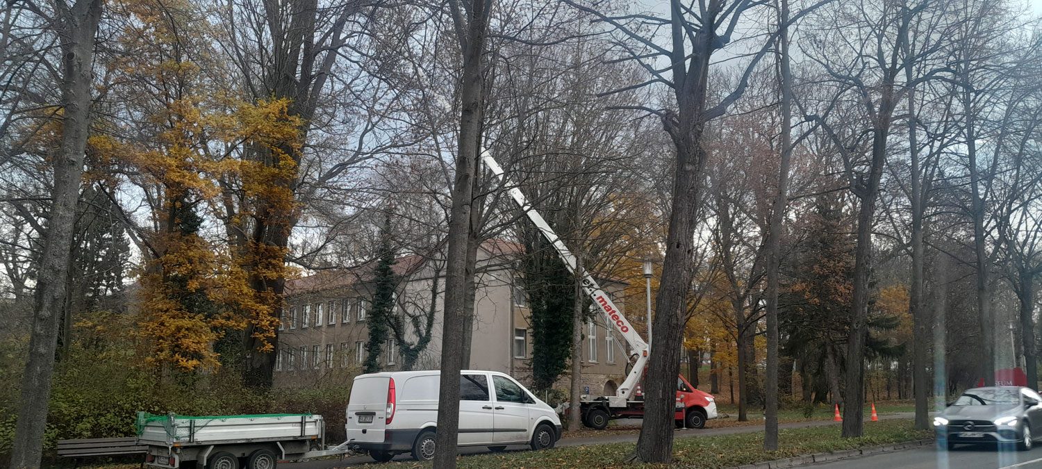 Bild 8 Baumpflege Damm in Halle