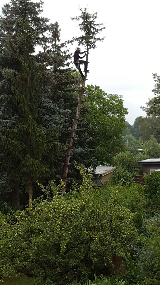 Bild 15 Baumpflege Damm in Halle