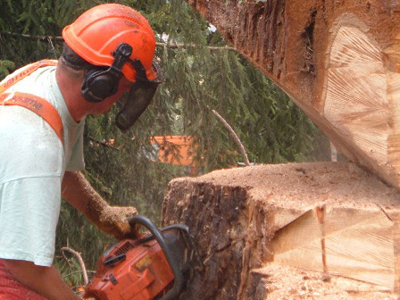 Wir sind Spezialisten rund um den Baum. Wir sind Spezialisten rund um den Baum.
