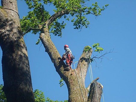 Durch den Einsatz der Seilklettertechnik ist auch die Großbaumfällung an schwierigen und unzugänglichen Orten möglich.